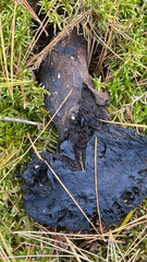 Craterellus cornucopioides