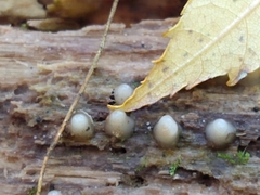 Helicogloea compressa