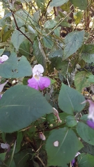 Impatiens balfourii