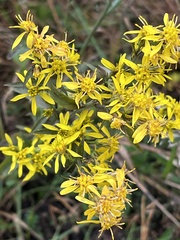 Solidago virgaurea