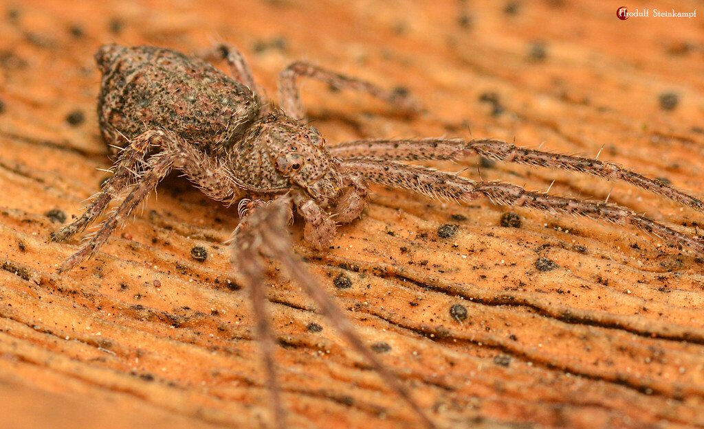 Humped tree crab spider