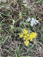 Solidago virgaurea