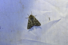 Achatia distincta