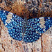 Mariposas Tronadoras - Photo (c) jorgeeduardobernalquintero, algunos derechos reservados (CC BY-NC), uploaded by jorgeeduardobernalquintero