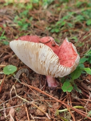 Russula rhodocephala