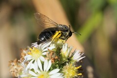 Colletes compactus compactus