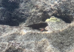 Ophioblennius macclurei