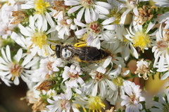 Colletes compactus compactus