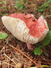 Russula rhodocephala