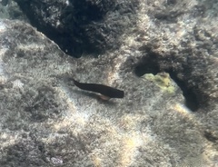 Ophioblennius macclurei