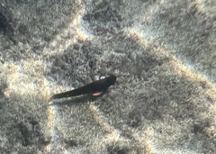 Ophioblennius macclurei