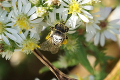 Colletes compactus compactus