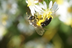 Colletes compactus compactus