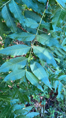 Pistacia chinensis