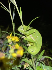 Chamaeleo dilepis