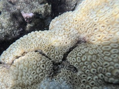 Palythoa caribaeorum