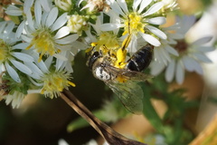 Colletes compactus compactus
