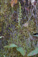 Platanthera leptopetala