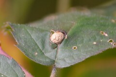 Neolasioptera farinosa