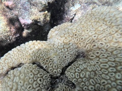 Palythoa caribaeorum