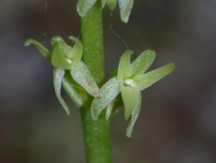 Platanthera leptopetala