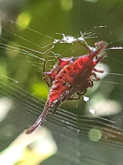 Gasteracantha falcicornis