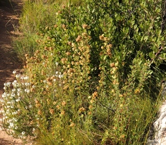 Hermannia hyssopifolia