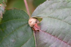 Neolasioptera farinosa