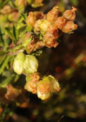 Hermannia hyssopifolia