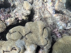 Palythoa caribaeorum