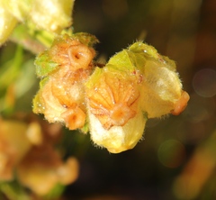 Hermannia hyssopifolia
