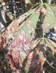 Cameraria ohridella