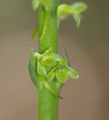 Platanthera michaelii