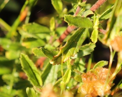 Hermannia hyssopifolia