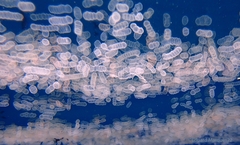 Collozoum inerme