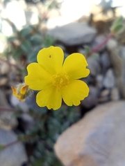 Helianthemum oelandicum