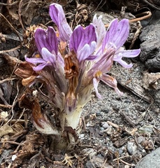 Aphyllon californicum