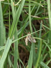 Petrophila jaliscalis