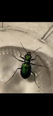 Cicindela sexguttata