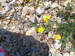 Helianthemum oelandicum