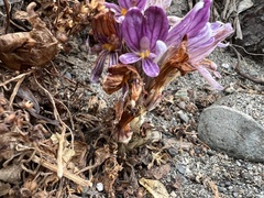 Aphyllon californicum