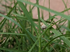 Petrophila jaliscalis