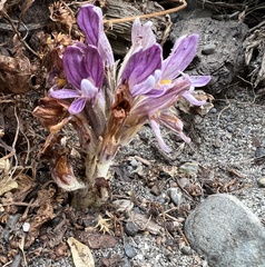 Aphyllon californicum