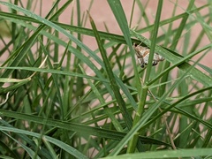 Petrophila jaliscalis