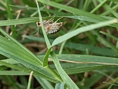 Petrophila jaliscalis