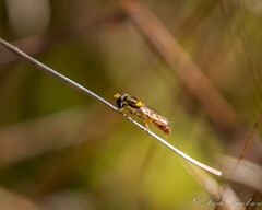 Sphaerophoria contigua