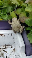 Hyla versicolor