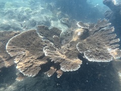 Acropora palmata