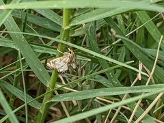 Petrophila jaliscalis