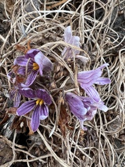 Aphyllon californicum